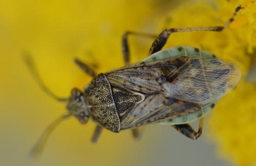 Réf. 329 643 : Stictopleurus punctatonervosus
